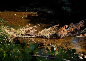 Una de las numerosas ramas caída en el cauce del río Eresma a su paso a los pies del Alcázar. / MARIO ANTÓN