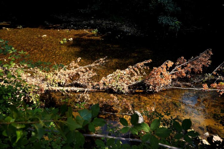 Una de las numerosas ramas caída en el cauce del río Eresma a su paso a los pies del Alcázar. / MARIO ANTÓN