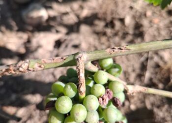 Aspecto que presenta uno de los racimos afectado por los topillos.