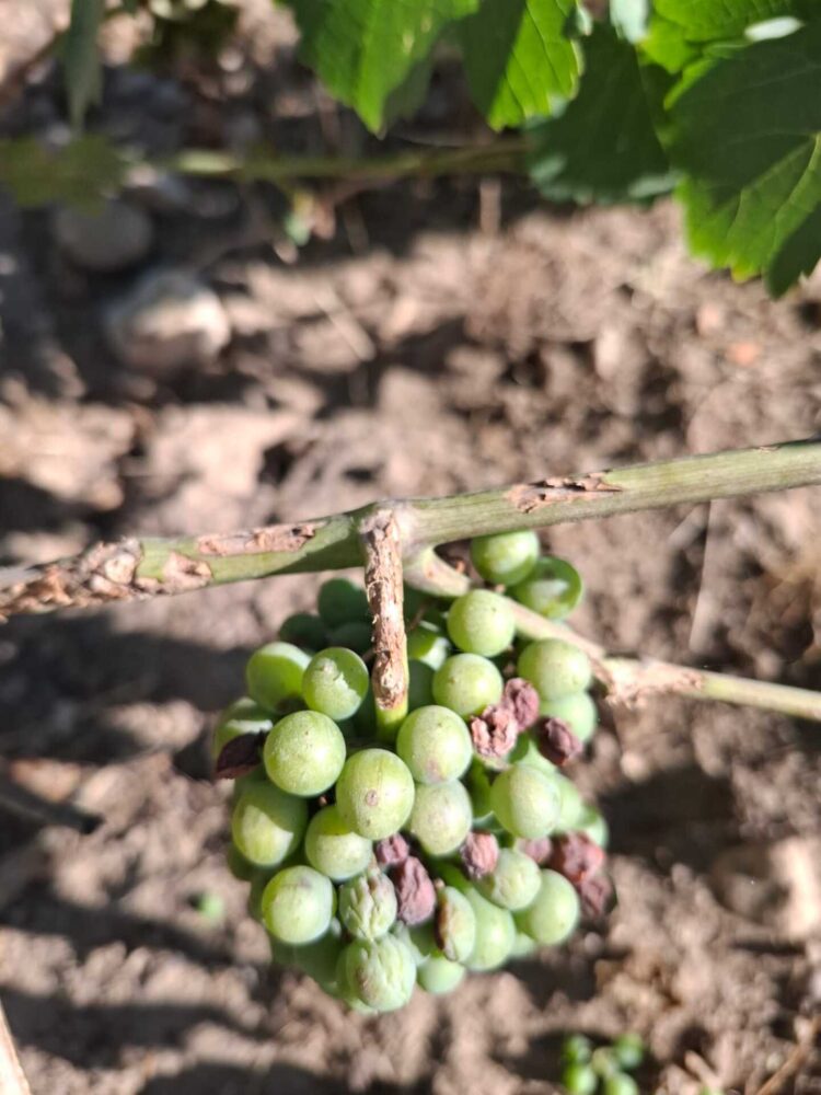 Aspecto que presenta uno de los racimos afectado por los topillos.