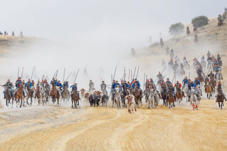Espectacular primer encierro de las Fiestas del Rosario de Cuéllar 1 La manada, guiada por los caballistas, en el descenso del embudo hacia las calles de la Villa./ ICAL