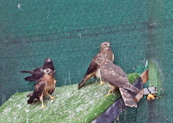 Ejemplares de aguilucho cenizo en las instalaciones del Centro de Recuperación de Animales Silvestres (CRAS) de Valladolid. RUBÉN CACHO/ICAL.