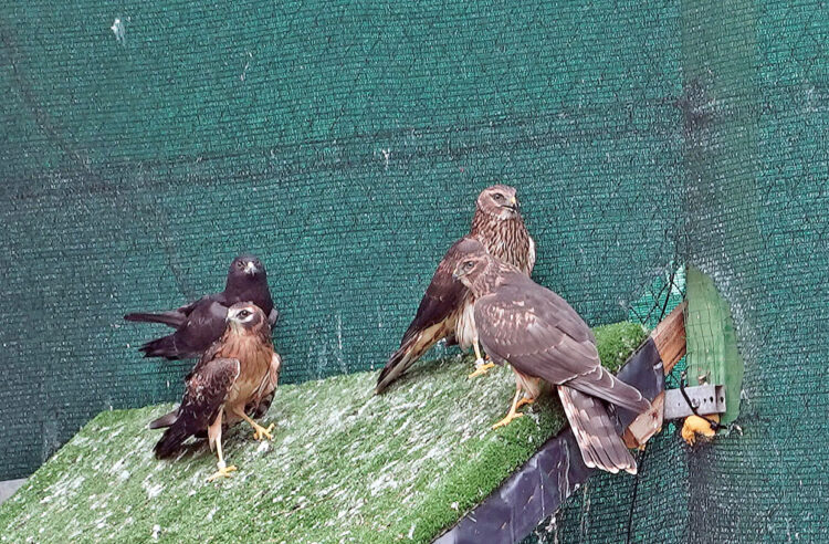 Ejemplares de aguilucho cenizo en las instalaciones del Centro de Recuperación de Animales Silvestres (CRAS) de Valladolid. RUBÉN CACHO/ICAL.