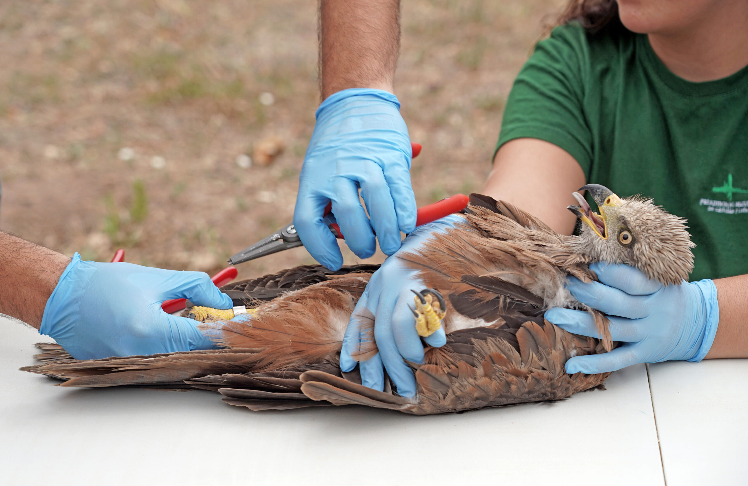 Anillado de un ejemplar de milano negro antes de su puesta en libertad. RUBÉN CACHO/ICAL.