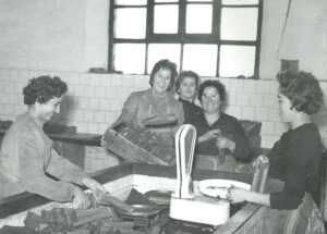 Pesando la achicoria.