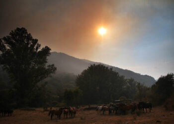 El incendio en Fasgar (León), probablemente originado por un rayo, lleva activo desde el 8 de agosto. / Peio García