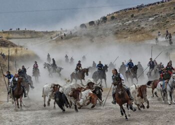 Los jinetes conducen a los toros bravos por el campo. / Gema Sebastián