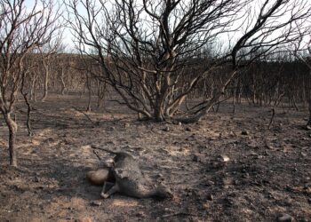 Se calculan más de 141.000 hectáreas calcinadas en los grandes incendios de la región entre el 18 de julio y el 26 de agosto. / Peio García