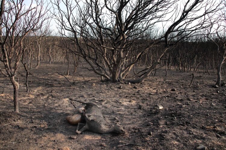 Se reducen a trece los incendios activos, cuatro en nivel 2 del IGR 1 Se calculan más de 141.000 hectáreas calcinadas en los grandes incendios de la región entre el 18 de julio y el 26 de agosto. / Peio García