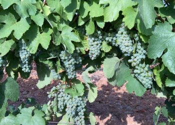 Viñedo en la D.O. Rueda/ASAJA VALLADOLID