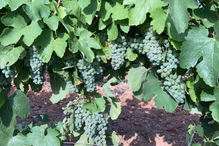 Viñedo en la D.O. Rueda/ASAJA VALLADOLID