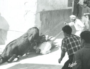 Mozos y vaca en el suelo en la esquina de la calle Carchena con Las Parras.