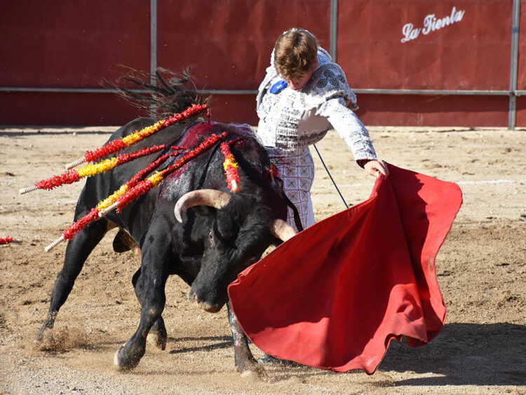 Baltasar Ibán tensa la competencia por el ‘Judión de oro’ de La Granja 1 Natural del novillero Álvaro Serrano a un astado de la ganadería de Baltasar Ibán en La Granja de San Ildefonso. / A.M.