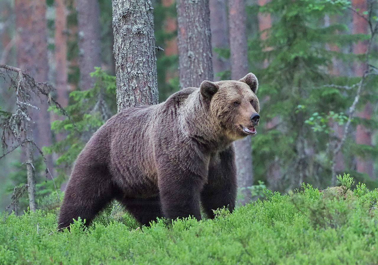 Oso pardo. Frank Vassen.