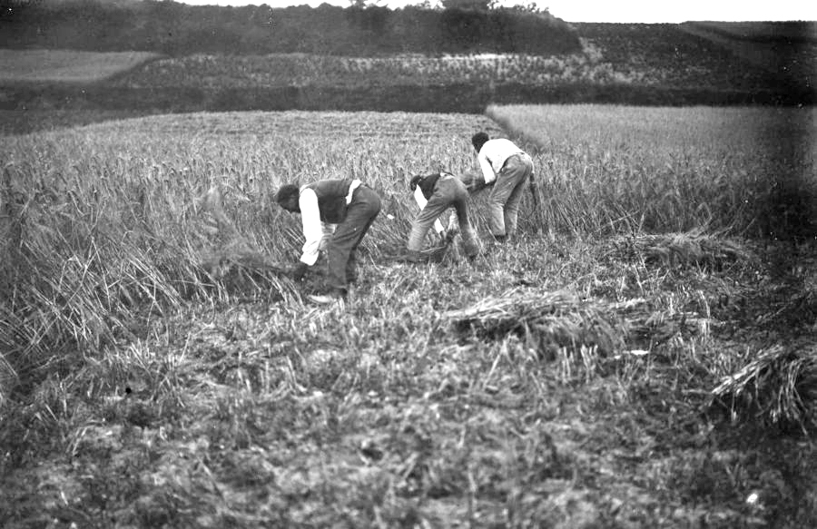 Desde el amanecer ya estaba el segador en el ‘tajo’.