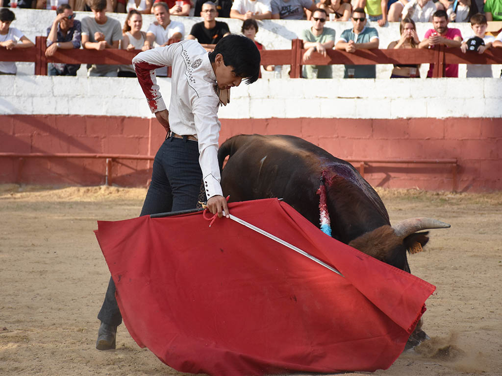 Yanguas de Eresma: la Tauromaquia del pueblo 2 Marco Peláez, con el primer becerro de la tarde. / A.M.
