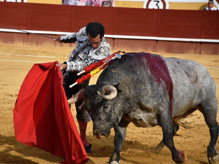Presentados los carteles de la feria taurina de Cuéllar 1 Jesús Martínez 'Morenito de Aranda', con un toro de Partido de Resina en Cuéllar (2021). / A.M.