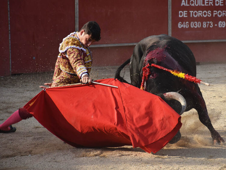 Pedro Andrés, en el inicio de muleta con el novillo 'Enojadito', de Raso de Portillo. / A.M.