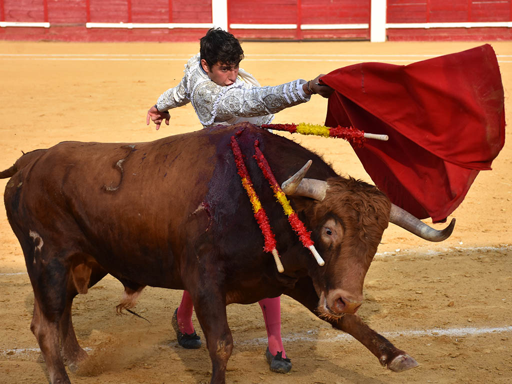 El novillero Pedro Andrés, con el primer novillo de Herranz López. / A.M.