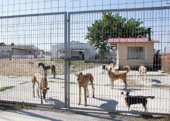 En el albergue que gestiona la Protectora de Animales de Segovia hay 29 perros y 21 gatos a la espera de ser adoptados. IMAGEN DE ARCHIVO EL ADELANTADO