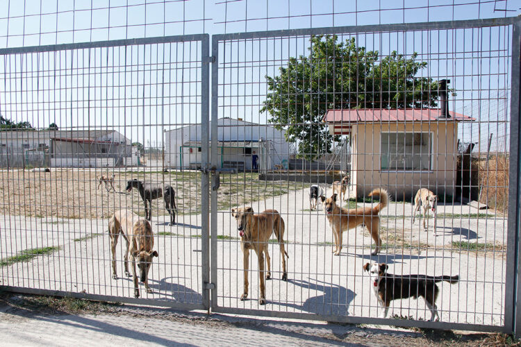 En el albergue que gestiona la Protectora de Animales de Segovia hay 29 perros y 21 gatos a la espera de ser adoptados. IMAGEN DE ARCHIVO EL ADELANTADO