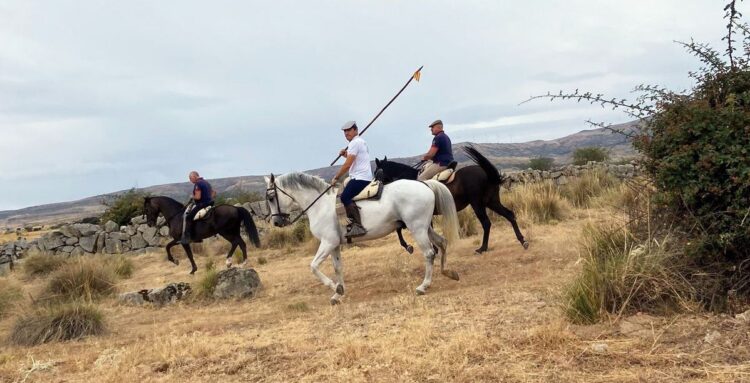 Los encierros camperos, la suelta de vaquillas y los concursos de recortes son fijos en Villacastín.