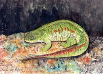 Ilustración del gallipato, por Mar Pinillos. / Ayuntamiento de Torrecaballeros