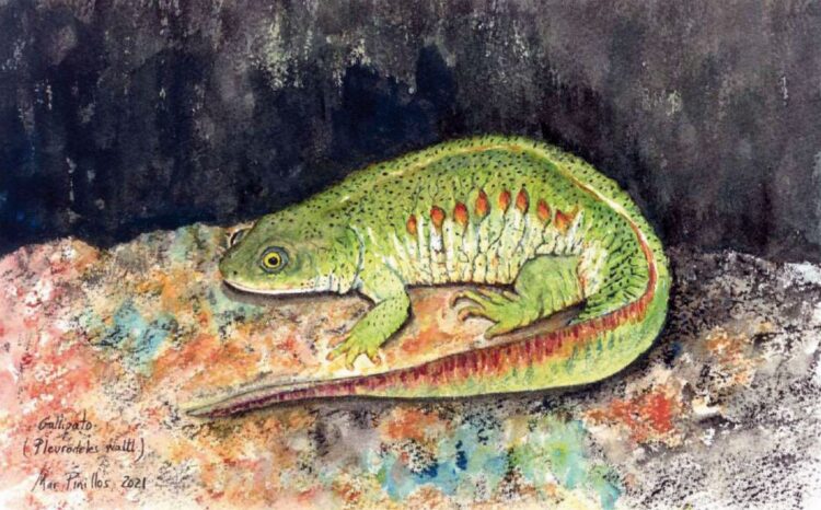 Ilustración del gallipato, por Mar Pinillos. / Ayuntamiento de Torrecaballeros