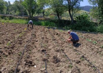 Vista de las labores realizadas en la huerta ubicada en el municipio / E.A.
