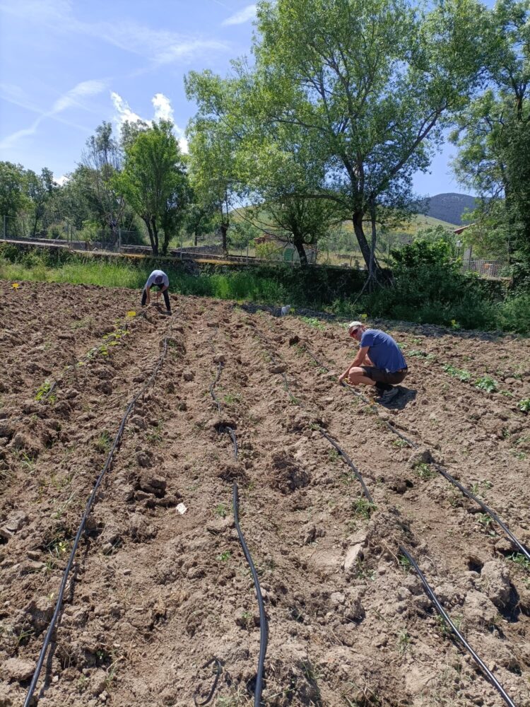 Vista de las labores realizadas en la huerta ubicada en el municipio / E.A.