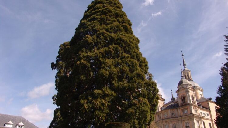La ONCE dedica un cupón a la secuoya gigante de los jardines del Palacio Real de La Granja 1 Secuoya gigante de los jardines del Palacio de La Granja / PATRIMONIO NACIONAL