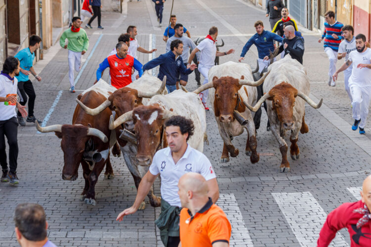 Toros de la ganadería Partido de Resina durante el segundo encierro. ICAL