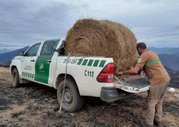Uno de los objetivos es evitar desplazamientos de la fauna hacia otros territorios. / JCYL