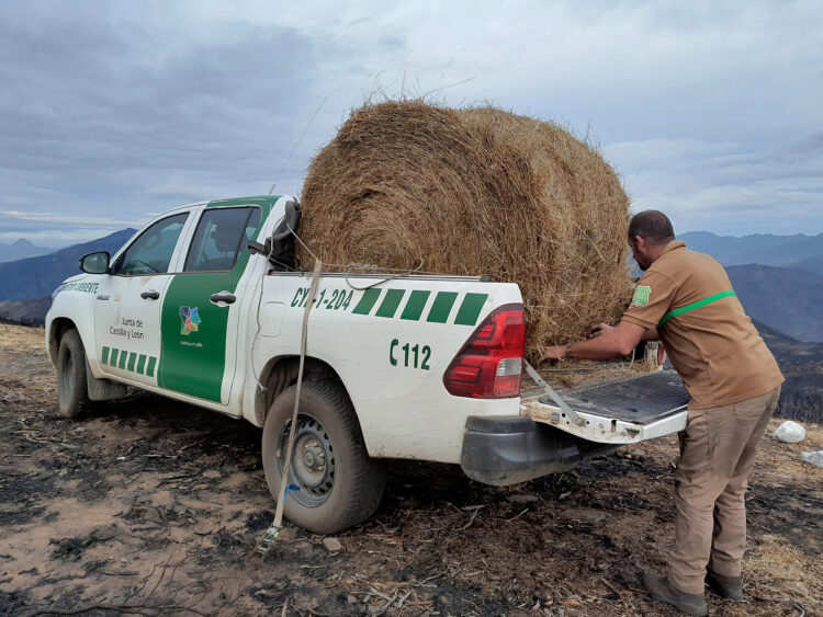 Celadores de Medio Ambiente distribuyen alimento para la fauna silvestre en Riaño 1 Uno de los objetivos es evitar desplazamientos de la fauna hacia otros territorios. / JCYL
