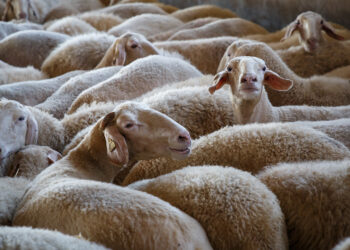 Los destríos de zanahoria podrían sustituir los costosos piensos actuales, con el maíz como ingrediente principal. / JL Leal