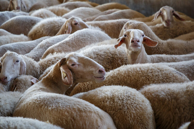 Los destríos de zanahoria podrían sustituir los costosos piensos actuales, con el maíz como ingrediente principal. / JL Leal