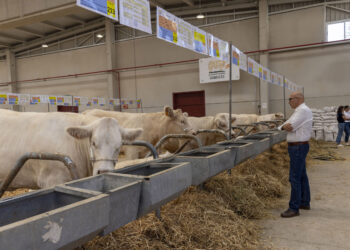 Las subastas de este año marcaron récord con un montante total de casi medio millón de euros. / Susana Martín