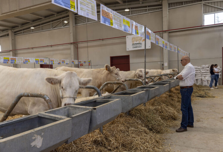 Las subastas de este año marcaron récord con un montante total de casi medio millón de euros. / Susana Martín