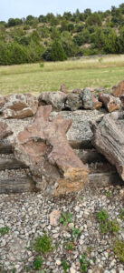 Arevalillo de Cega está rodeado de Bosques.