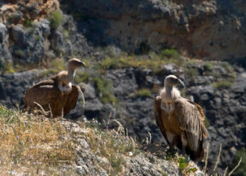 Buitres en la Hoces del Duratón. Eduardo Margareto ICAL