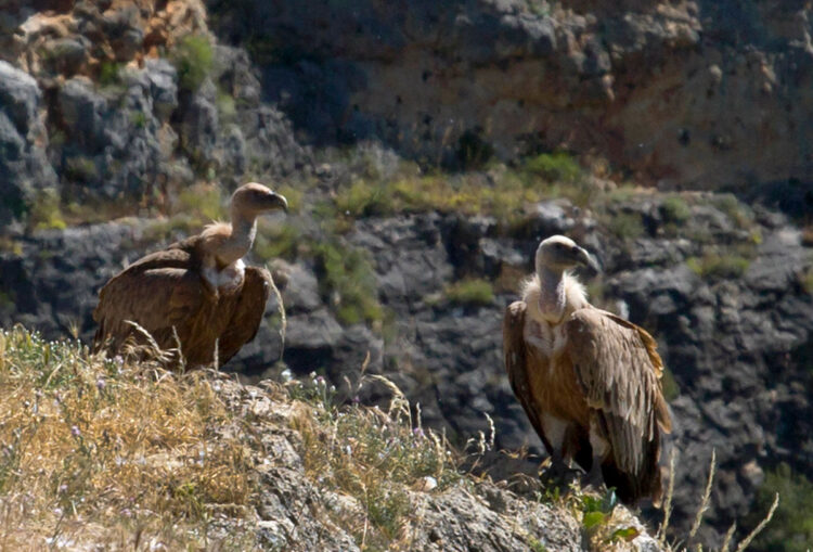 Buitres en la Hoces del Duratón. Eduardo Margareto ICAL
