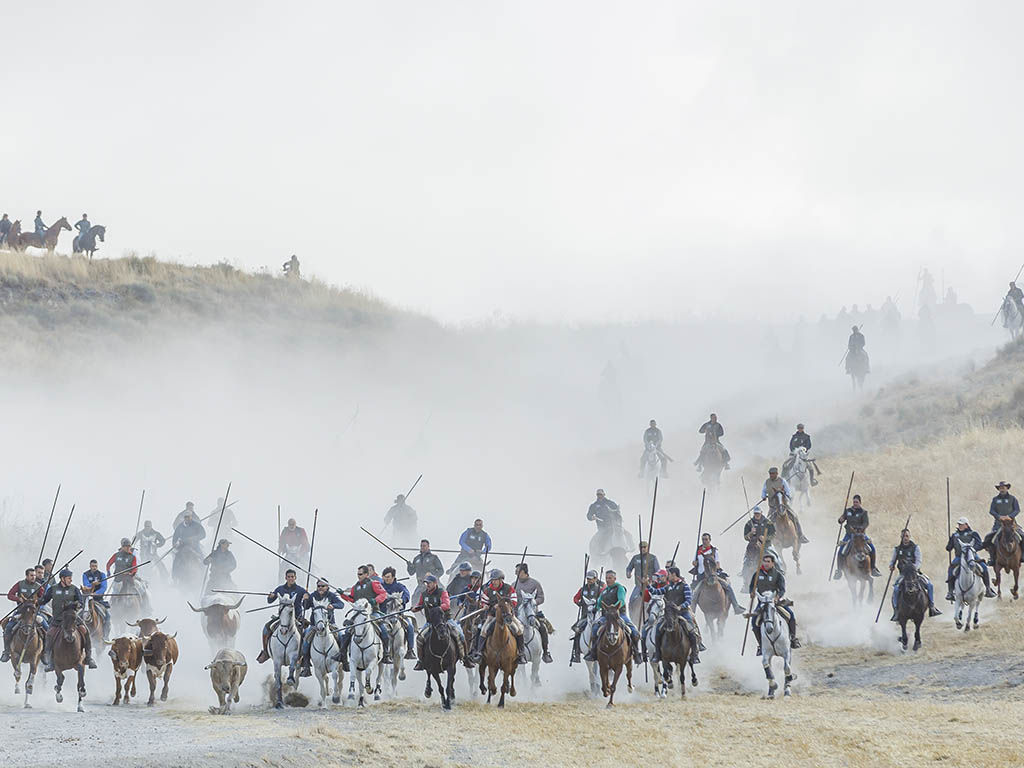 Quinto y último encierro de las fiestas de Cuéllar, con los novillos de Aurelio Hernando. / NACHO VALVERDE - ICAL