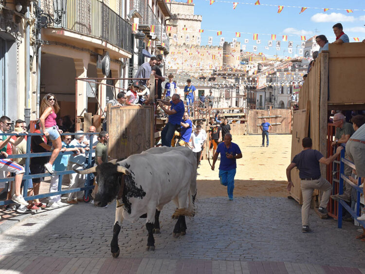 Un joven recibe una fuerte cornada en el encierro campero de Turégano 1 Encierro de Turégano del sábado. / A.M.