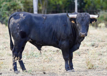 Novillo de Flor de la Canela. / FLOR DE LA CANELA