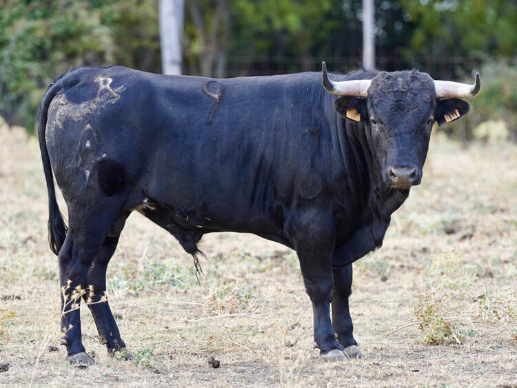 Novillo de Flor de la Canela. / FLOR DE LA CANELA