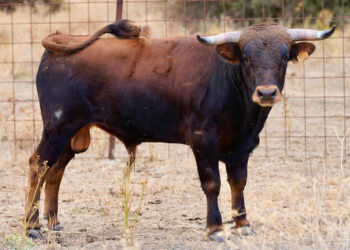 Novillo de Flor de la Canela. / FLOR DE LA CANELA