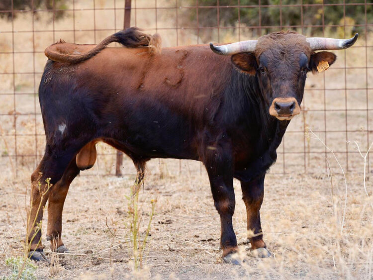 Novillo de Flor de la Canela. / FLOR DE LA CANELA