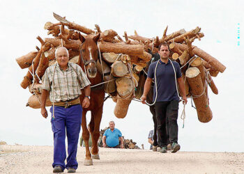 Los gabarreros portando la leña a lomos de sus caballos para poder venderla.