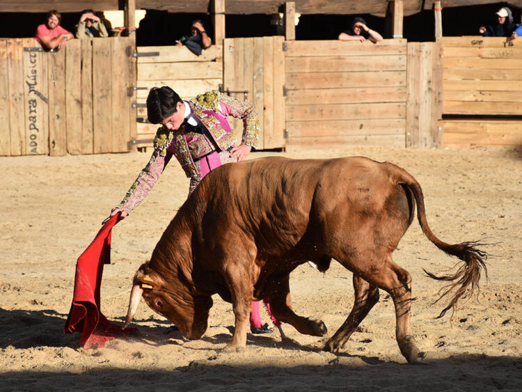 El novillero segoviano Jorge Oliva, con un ejemplar de Cayetano de Frutos en Pedraza. / A.M.