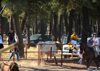 Encierro campero de Nava de la Asunción. / AMADOR MARUGÁN